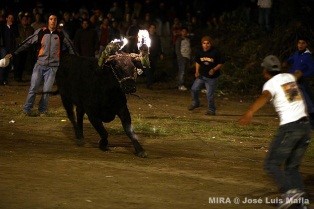 EL NOVILLO DE BOMBAS.
