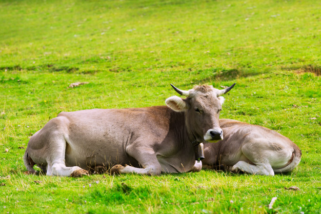 ADOLESCENTES PIDEN CARNE DE ANIMALES CLONADOS