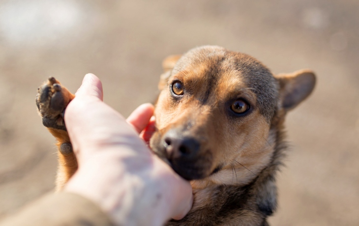 la violencia animal