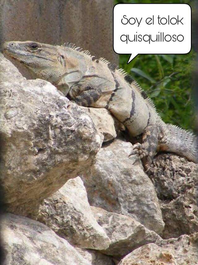 El Quisquilloso Yucateco