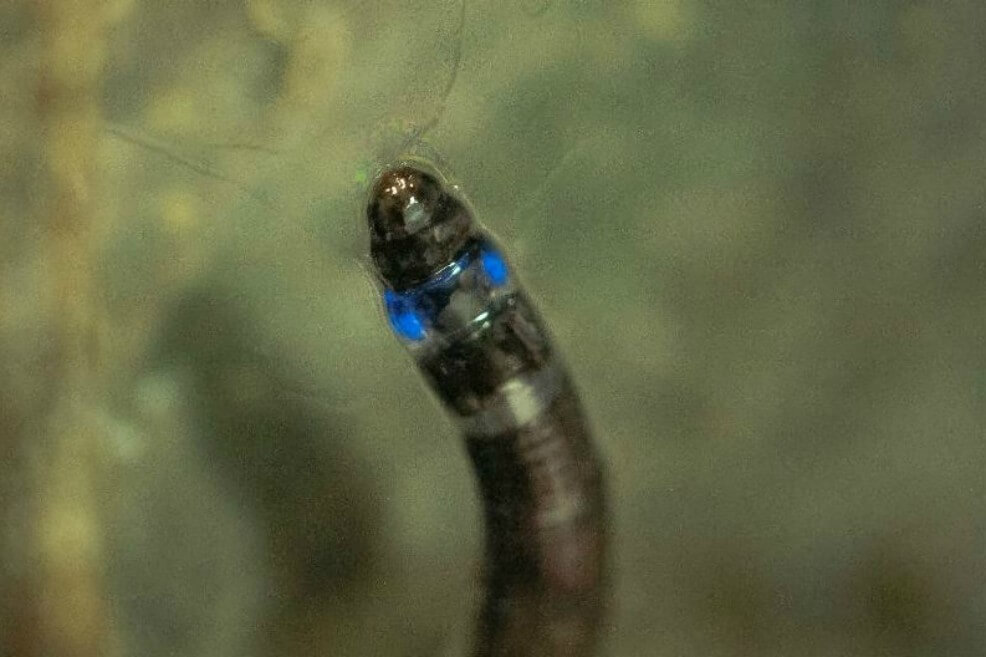 Es descubierto el primer insecto sudamericano que emite luz azul