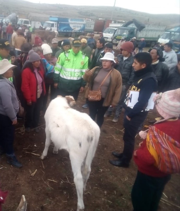 JAUJA: Recuperan ganado vacuno robado en las ferias de animales