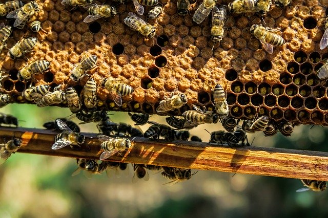 Prohibición de productos tóxicos contra las abejas en la agricultura