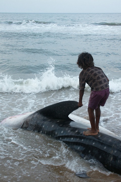 Hallan 40 kilos de plástico en el estómago de una ballena