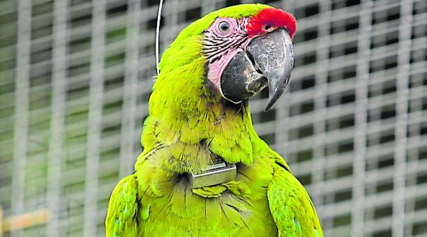 Guacamayos fueron liberados en Santa Elena