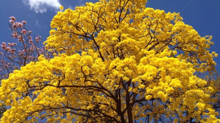 Maravíllese con el florecimiento de los Guayacanes