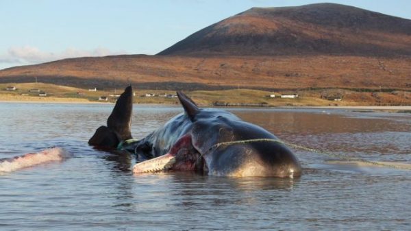 Encuentran dos ballenas muertas en Palamós