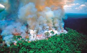 La desgracia del amazonas