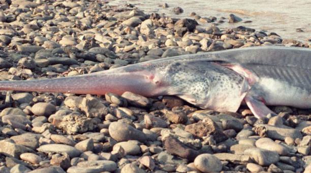 El pez remo gigante chino es la primera especie extinta del 2020  Este contenido ha sido publicado originalmente por Diario EL COMERCIO en l