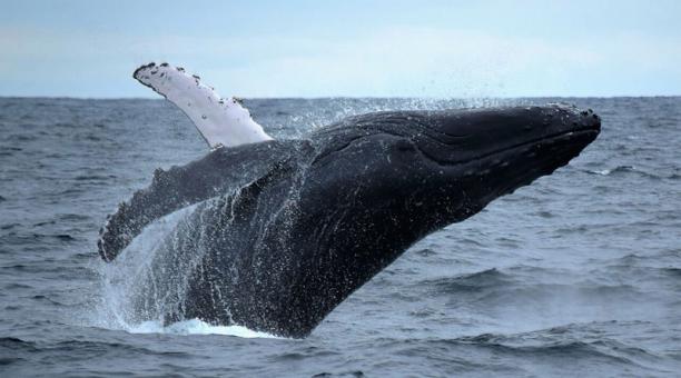 Mercurio en las ballenas