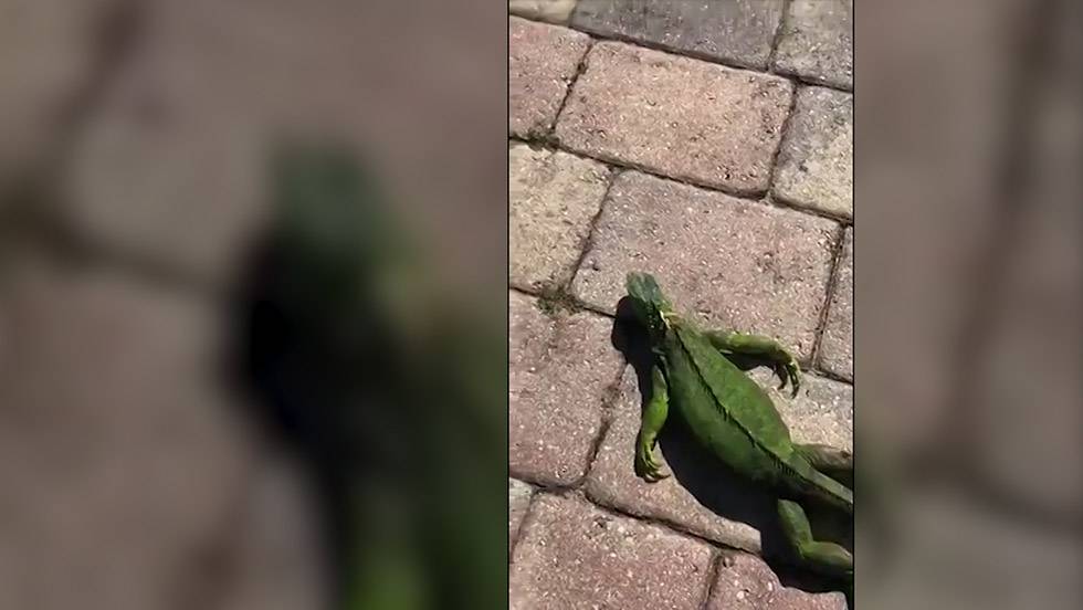 «lluvia de iguanas» en Florida por las bajas temperaturas