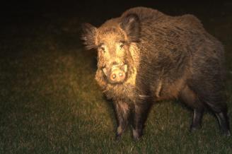 Investigan un posible virus en animales