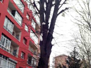 A un árbol de Vitoria le crecen? ¡Pañales en sus ramas