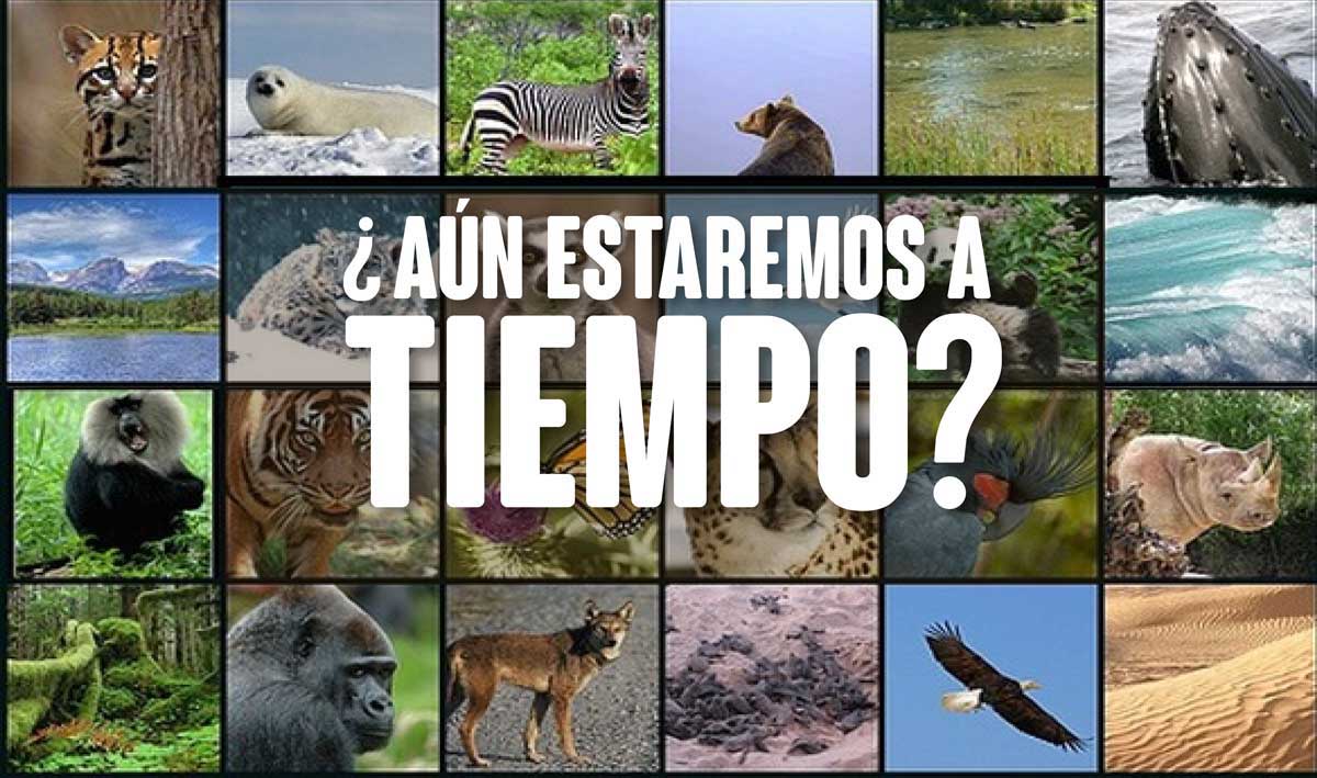 Peligro de extinción: 5 especies que podrían desaparecer en 2017