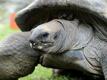 Tortugas mueren al tratar de reproducirse durante sequía