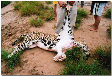 Los jaguares, en peligro de extinción en México