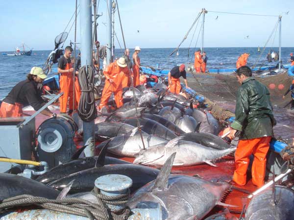 Atún rojo, en peligro de extincion