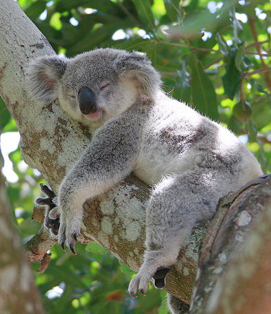 ENTREVISTA A UN KOALA