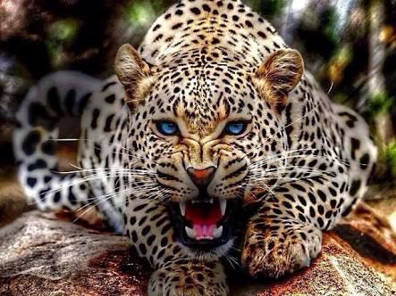 Articulos de caza de animales.
