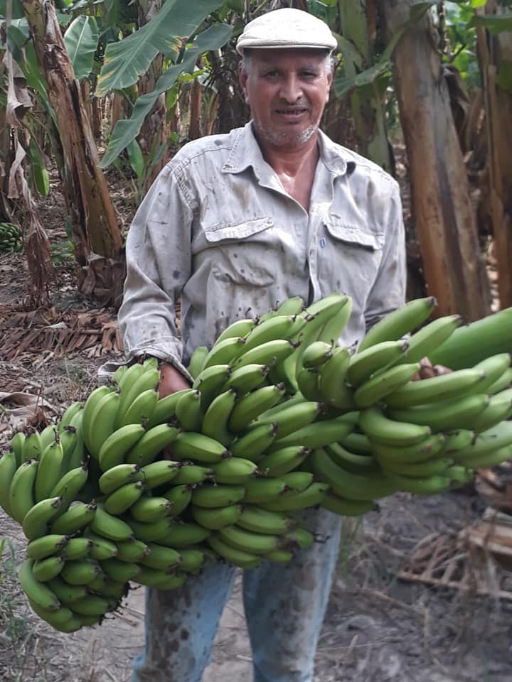 En Formosa PAGAN A $5 EL KILO LA BANANA