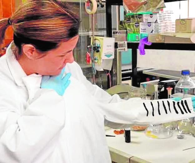 Investigadores de la Universidad de Málaga diseñan una camiseta que produce electricidad por el cambio de temperatura