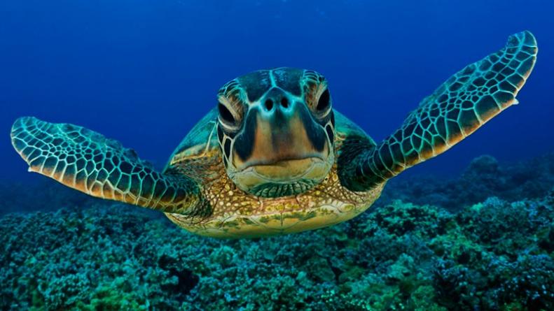 La contaminación por plástico amenaza a las tortugas marinas