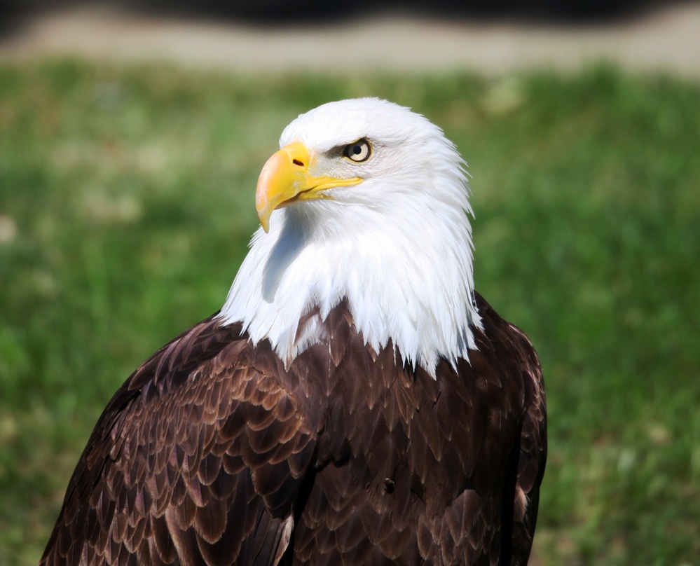 Por Qué El águila Calva Es El Símbolo De Estados Unidos? 