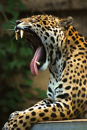 Panthera onca (jaguar)