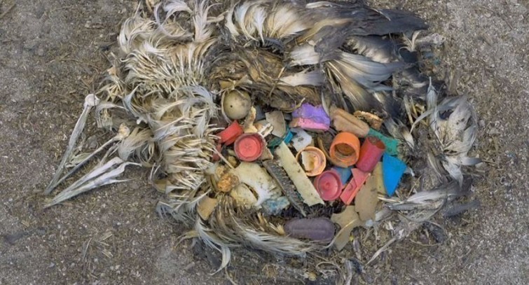 Aves de playa afectadas