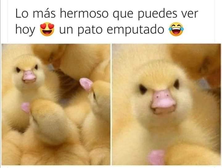 Pato enojado