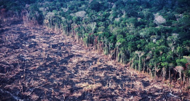 Deforestación y tala ilegal en México