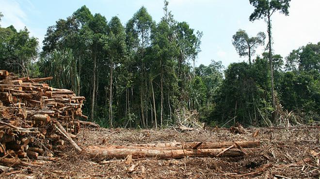 León entre las ciudades mas deforestadas 