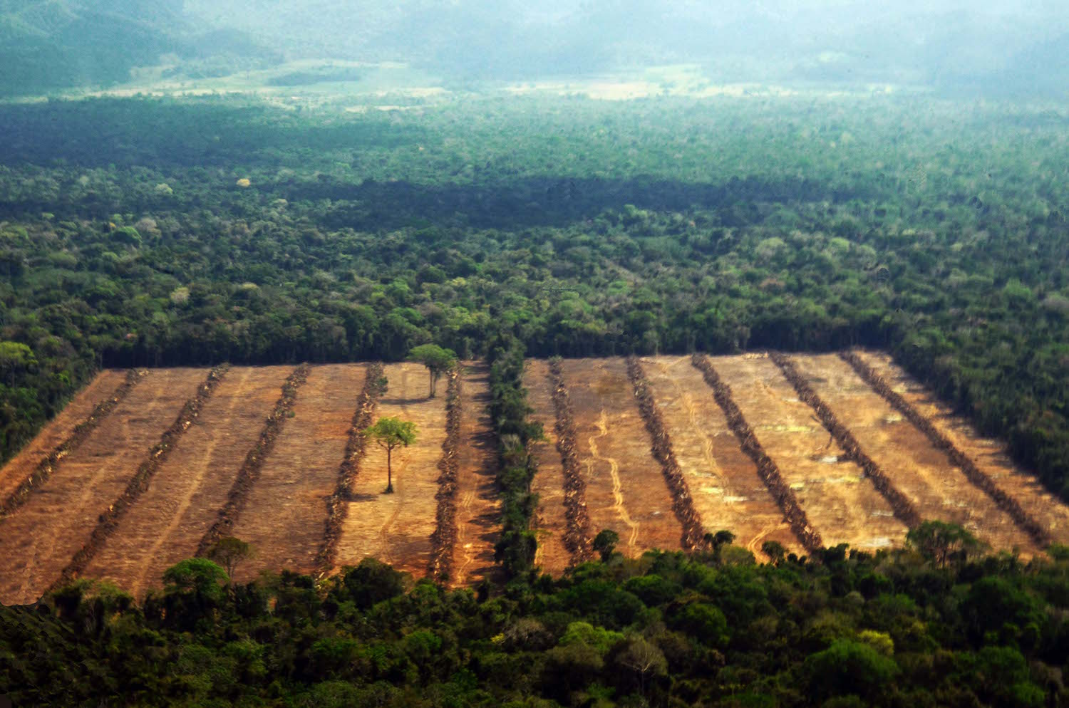 La deforestación que acaba en tu plato continúa