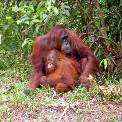 La industria de aceite de palma: el camino a la extinción del Orangután de Borneo.