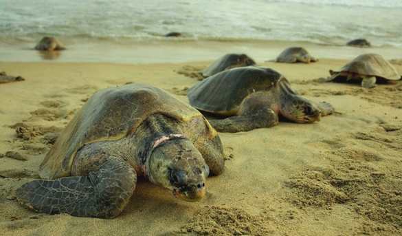 Mantienen la preservación de tortugas marinas en Riviera Maya