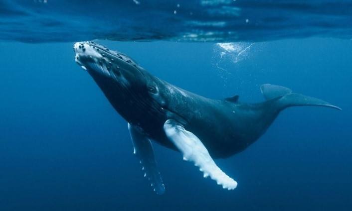 Las ballenas y su caza 