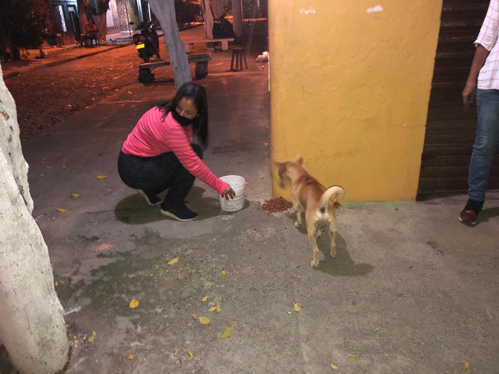 En cuarentena, animalistas ayudan a alimentar perros y gatos sin hogar