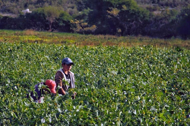EN MÉXICO HAY 2.5 MILLONES DE NIÑOS TRABAJANDO