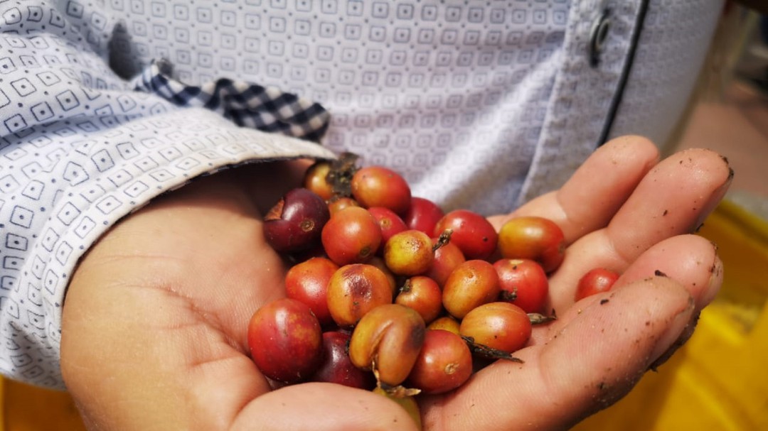 El Huila Comprometido con la Producción del Café