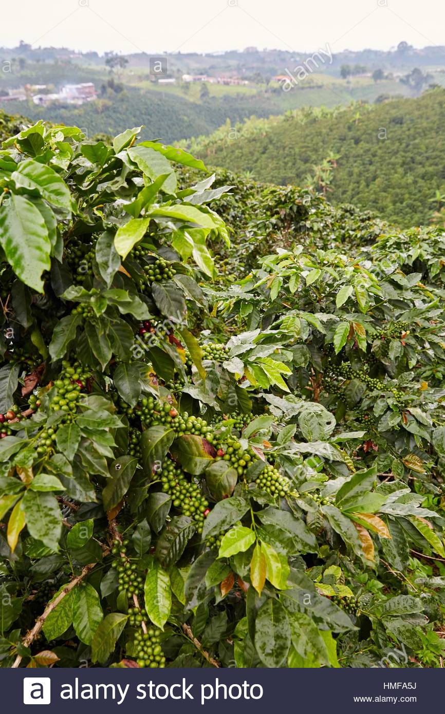 Las Mejores Semillas Del Café Son Colombianas