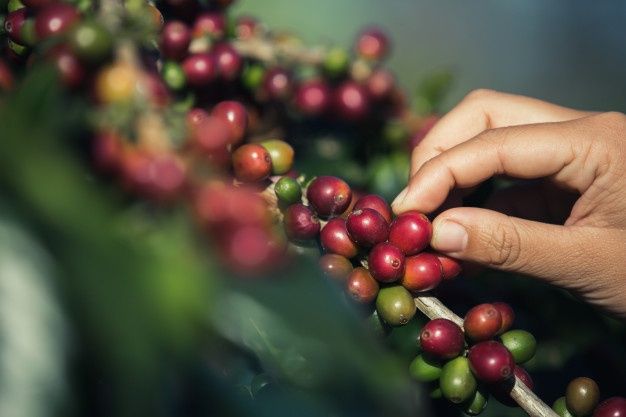 El café premium que sigue exportando en medio de la cuarentena