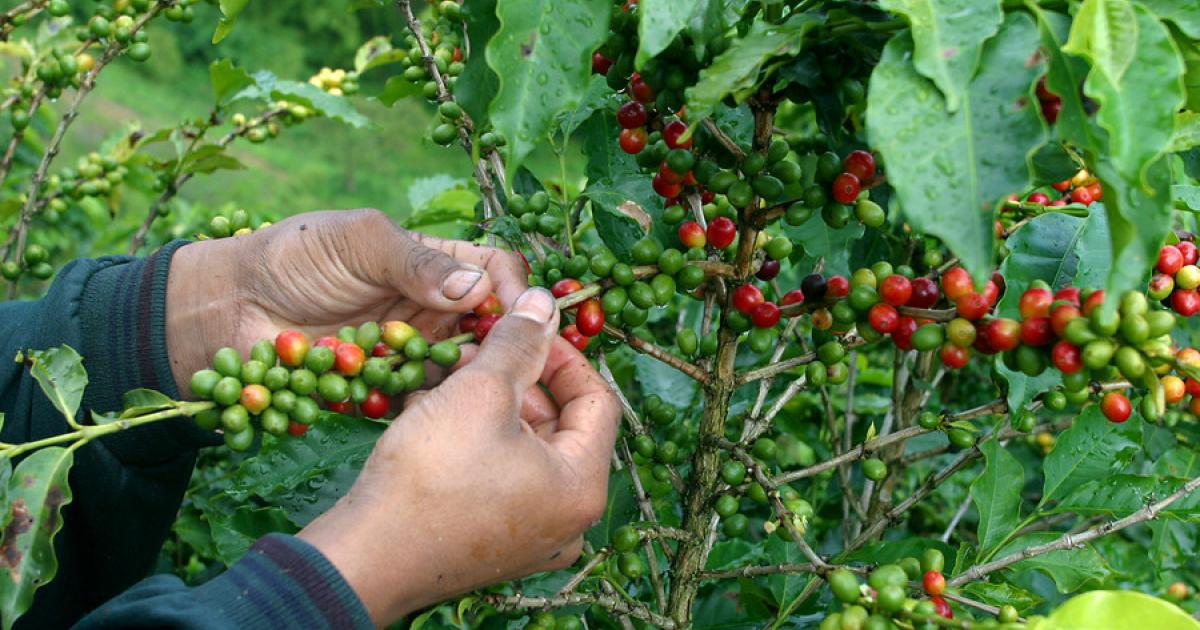 El café parece estar fuera del trago amargo de la crisis