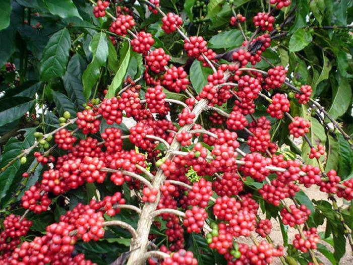 Cosecha cafetera en riesgo por el coronavirus