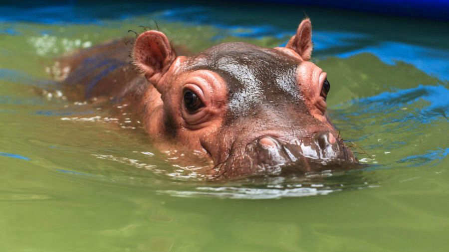 El nacimiento del bebe hipopotamo en FURESA