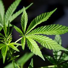 No temas al reefer