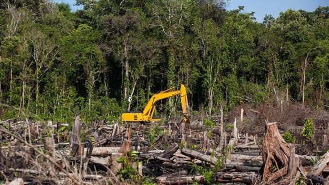 El desastre de la deforestación
