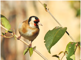 La desaparición de los pájaros franceses