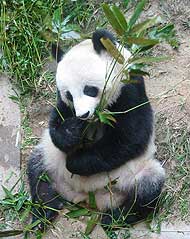 Conservación del oso panda