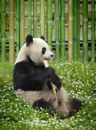 La reserva de pandas gigantes de Chengdu, Sichuan