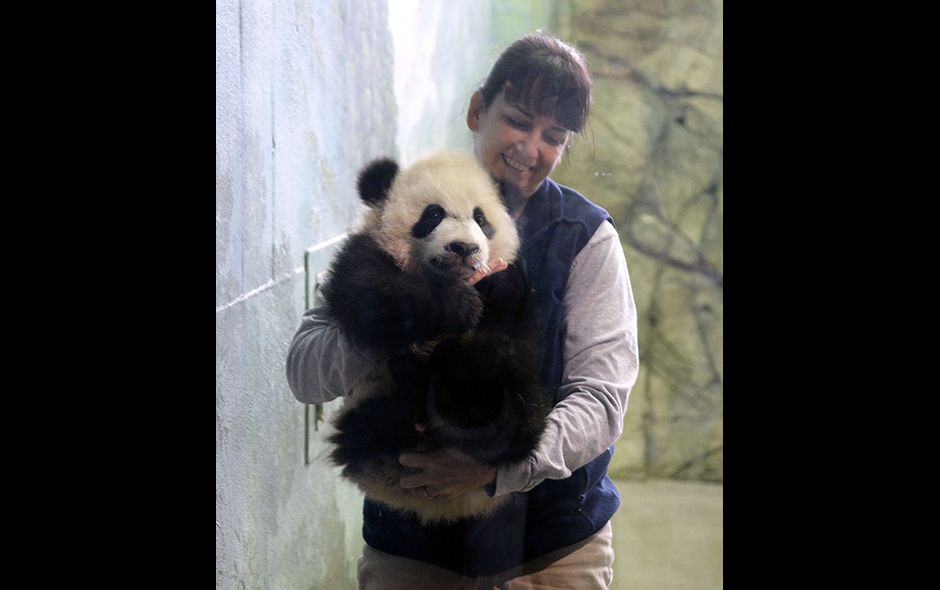 El panda gigante "Bei Bei" hace su debut público en el zoológico de Washington